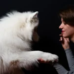 photo portrait chien page photo animalière